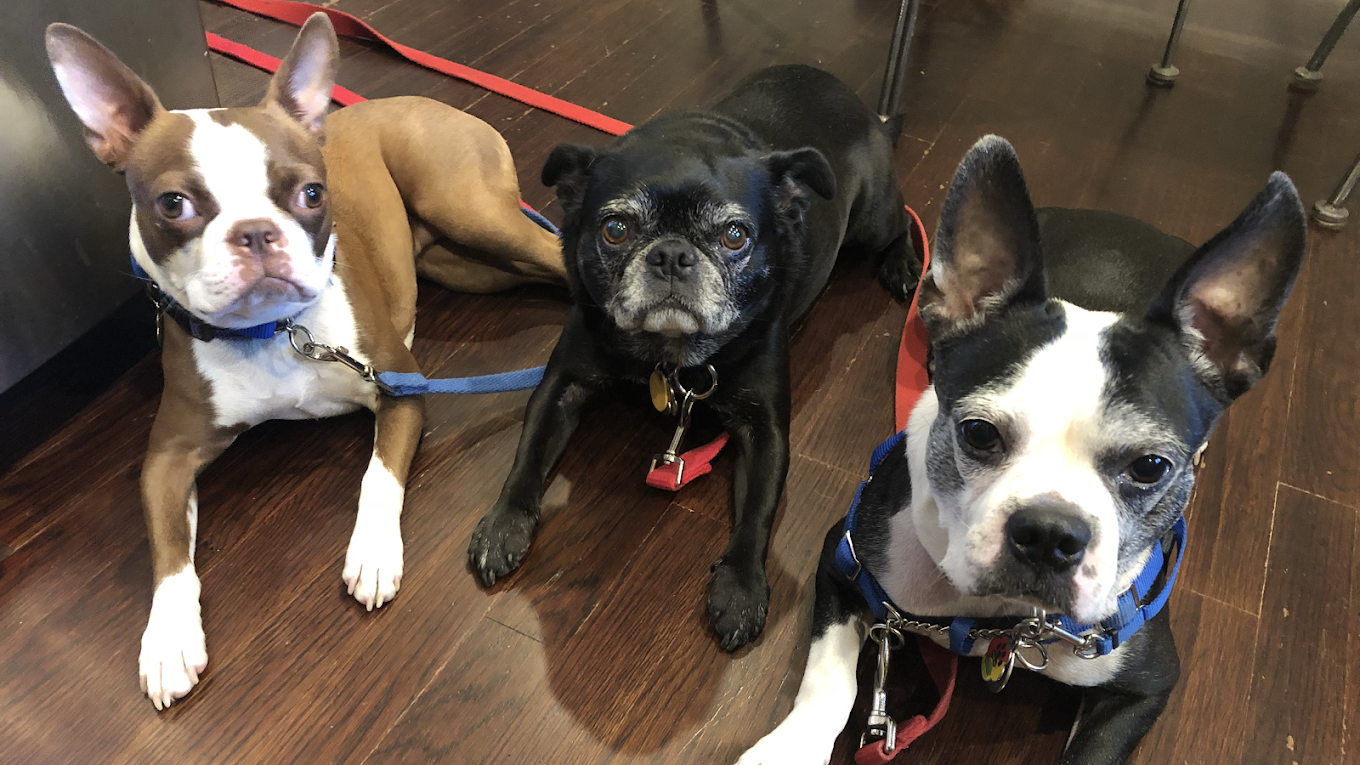 Bark Busters Home Dog Training Westchester